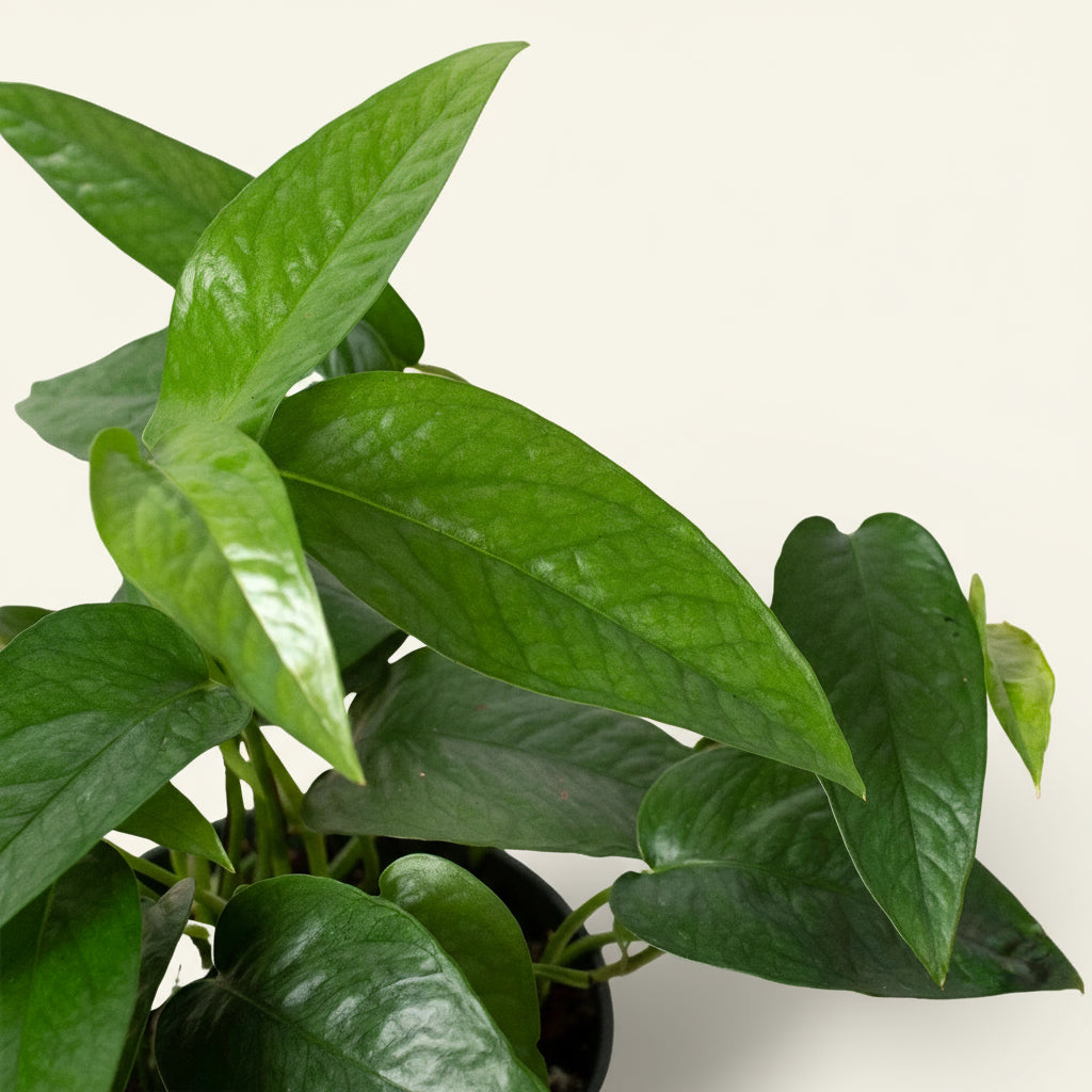 Pothos 'Cebu Blue'