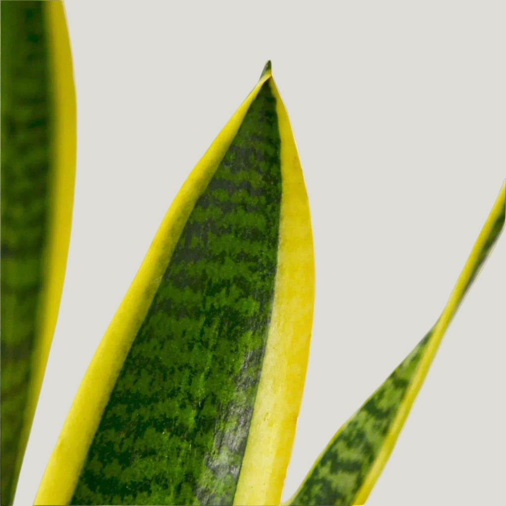 Snake Plant Laurentii