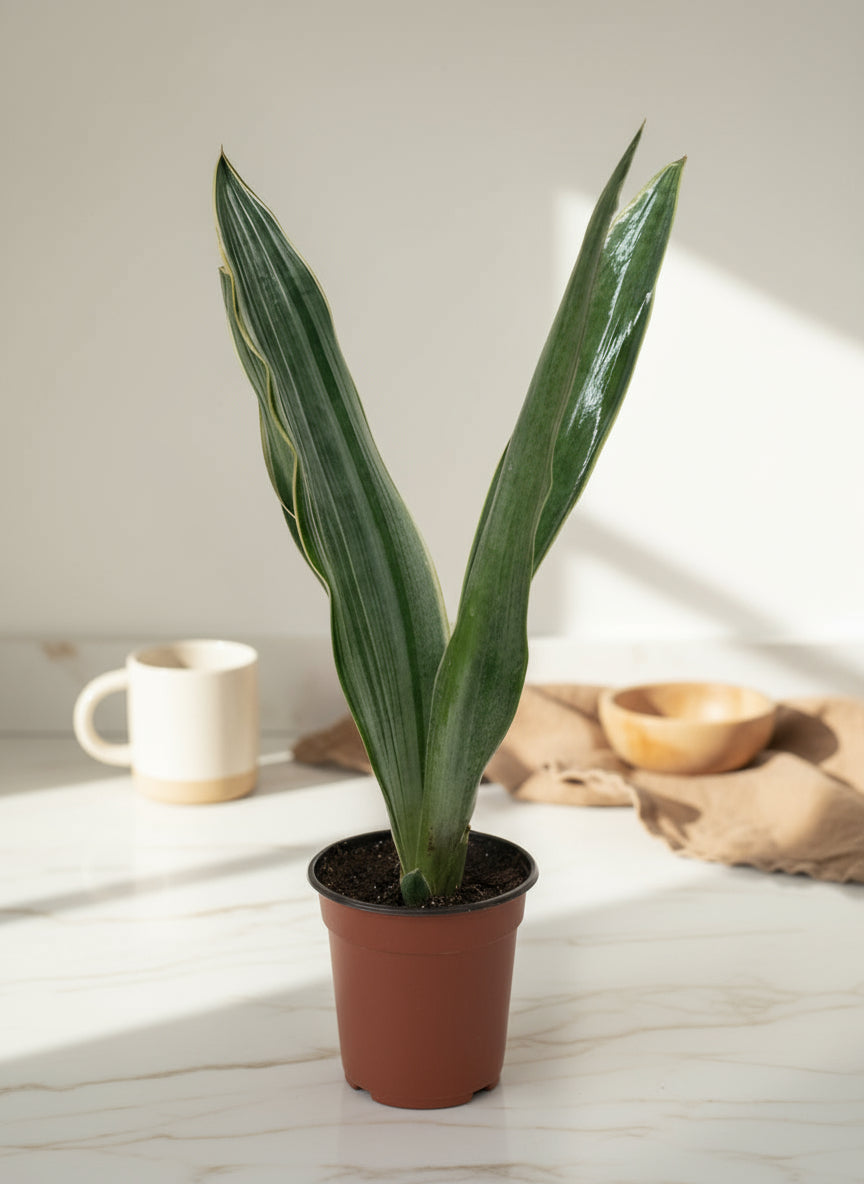 Snake Plant Sayuri