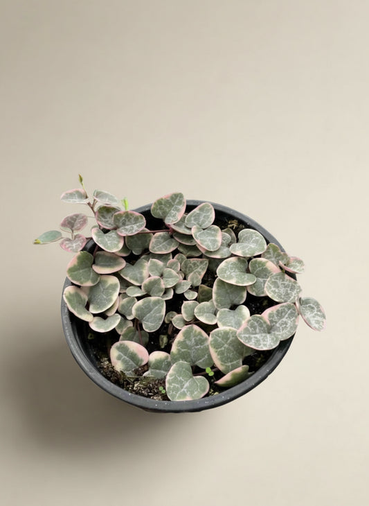 String of Hearts Variegated