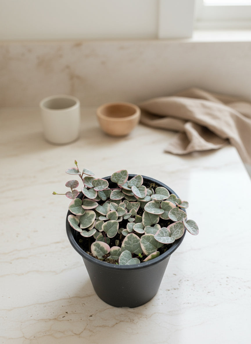 String of Hearts Variegated