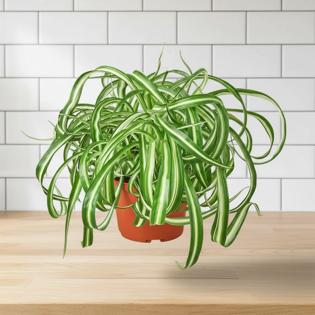 Spider Plant 'Bonnie'