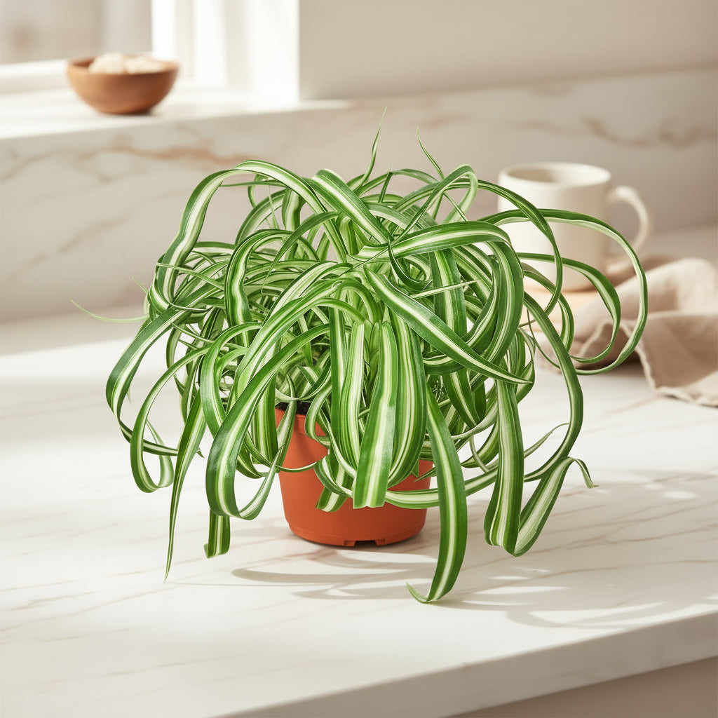 Spider Plant Bonnie