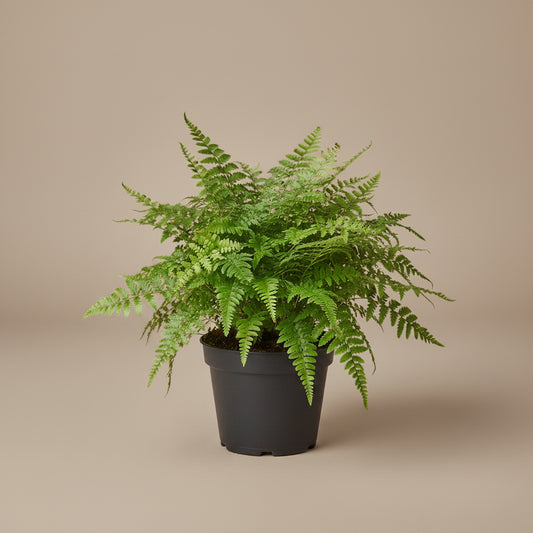Full Autumn Fern with lush green fronds in a black pot on a taupe background