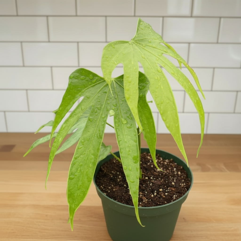 Anthurium Fingers