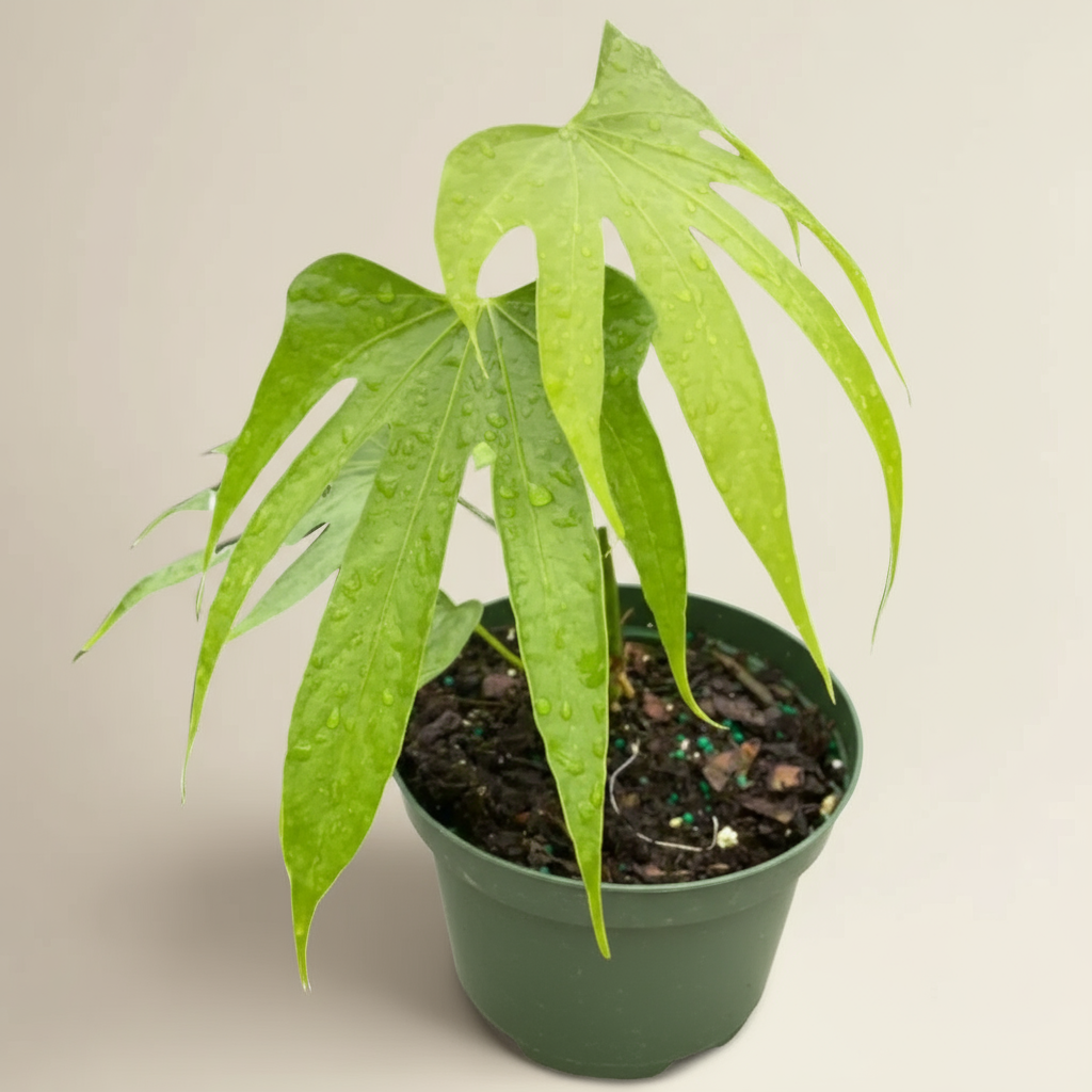 Anthurium Fingers
