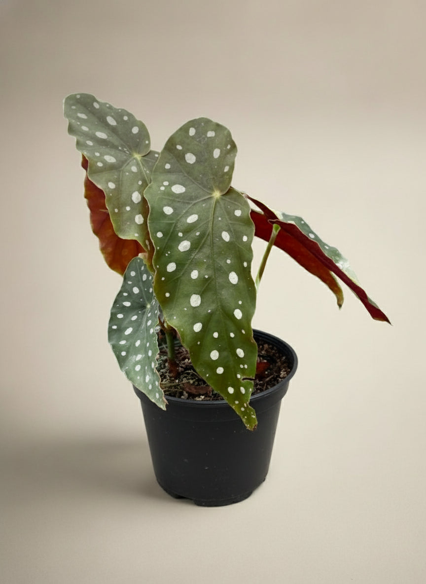 Begonia 'Maculata'