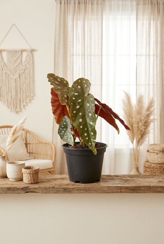 Begonia Maculata with white polka dot leaves in a black pot on a beige background