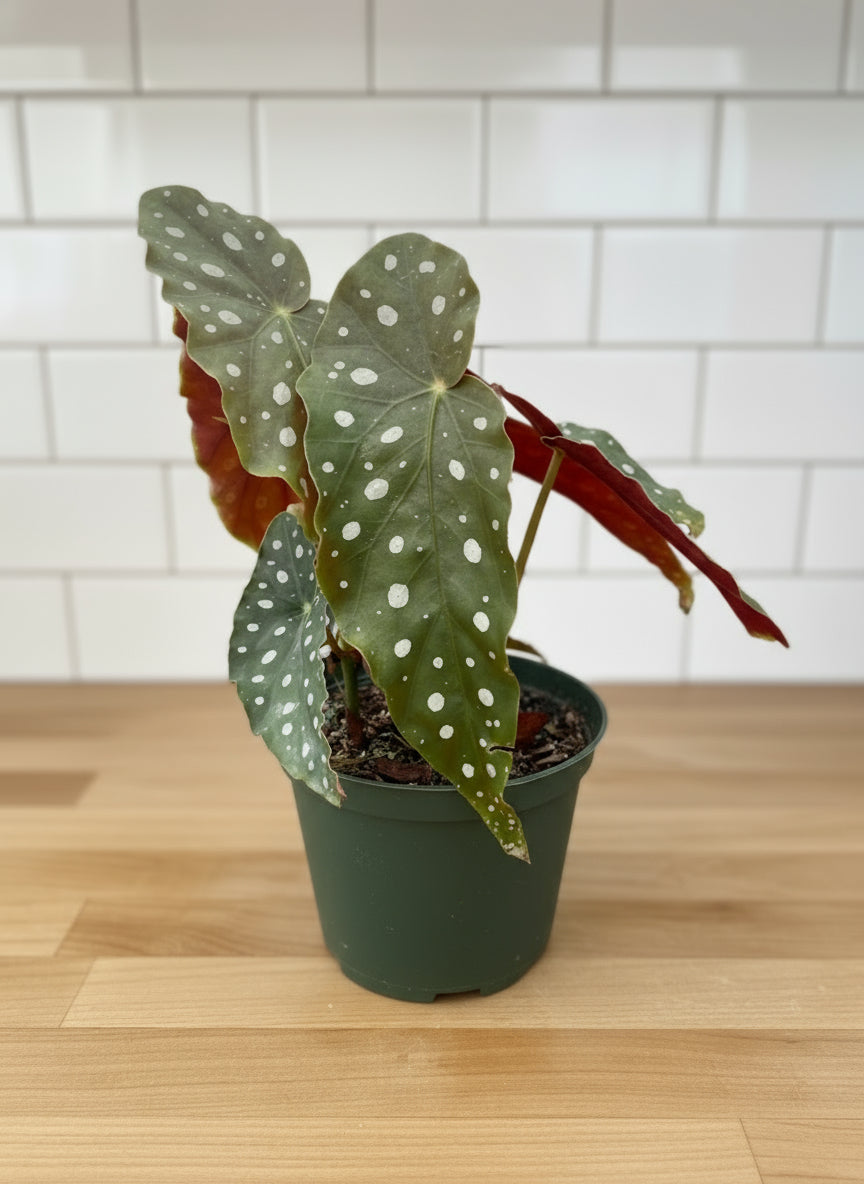 Begonia 'Maculata'