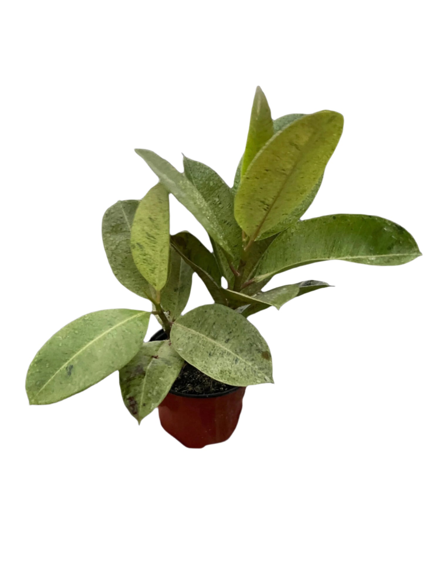 Ficus 'Shivereana' (Moonshine)