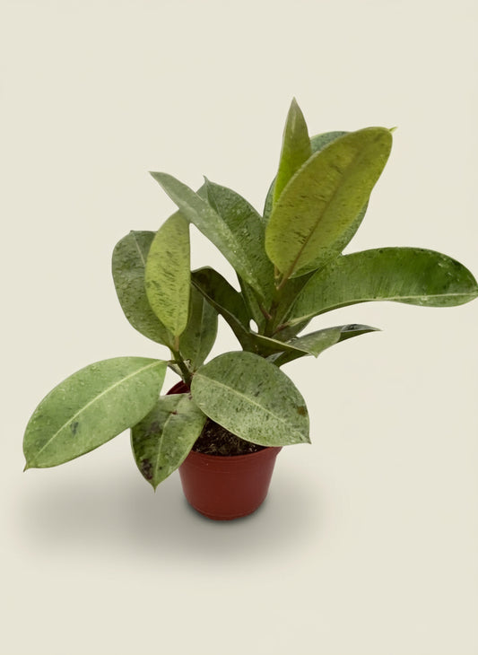 Ficus Shivereana Moonshine