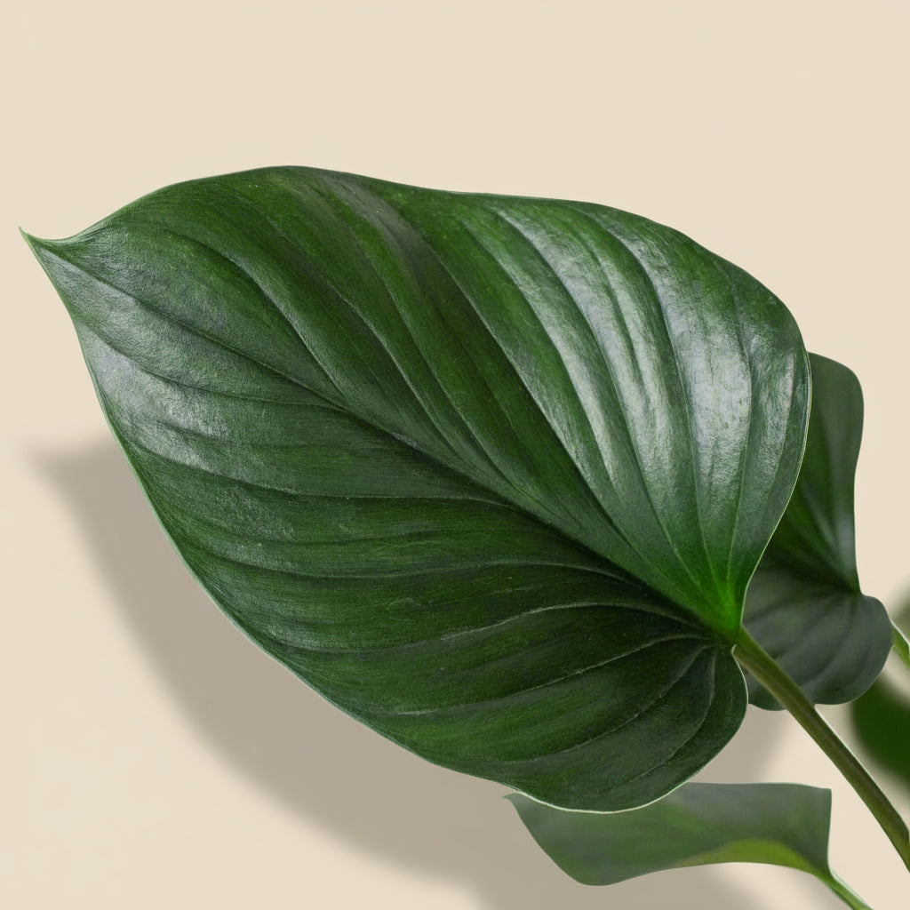 Homalomena 'Emerald Gem'