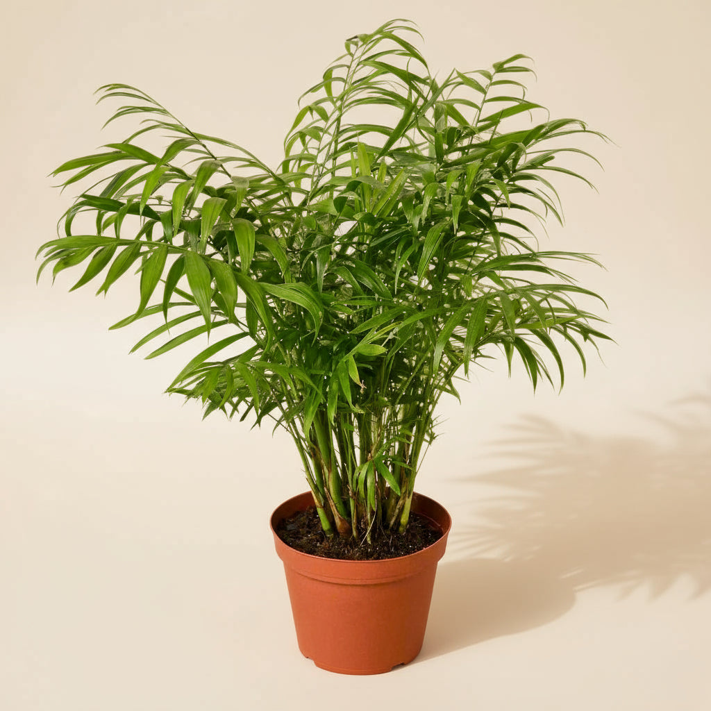 Parlor Palm
