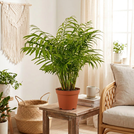 Full Parlor Palm with lush feathery fronds in a terracotta pot on a cream background
