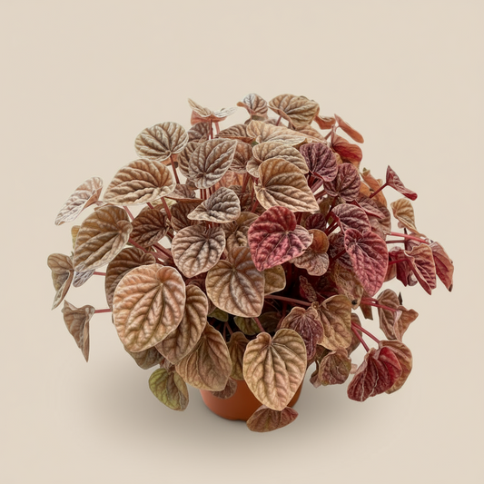 Peperomia Quito