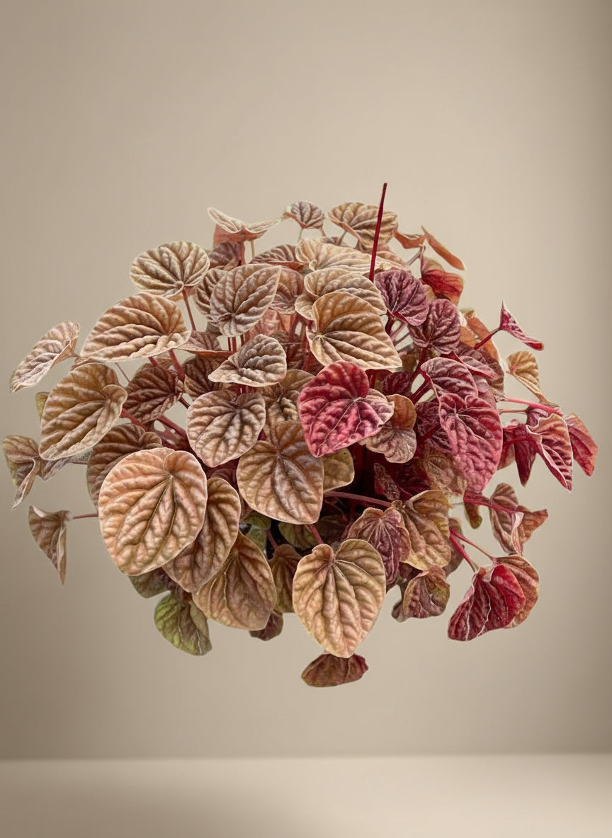 Peperomia 'Quito'