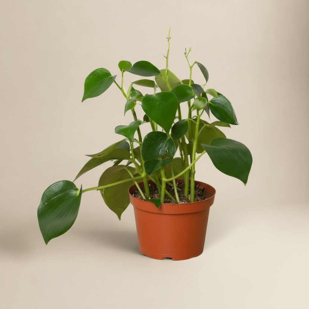 Peperomia 'Raindrop'