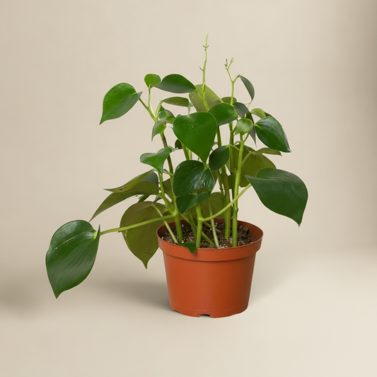 Peperomia Raindrop