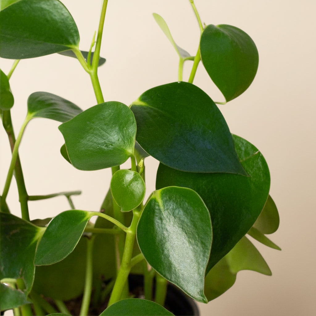 Peperomia 'Raindrop'