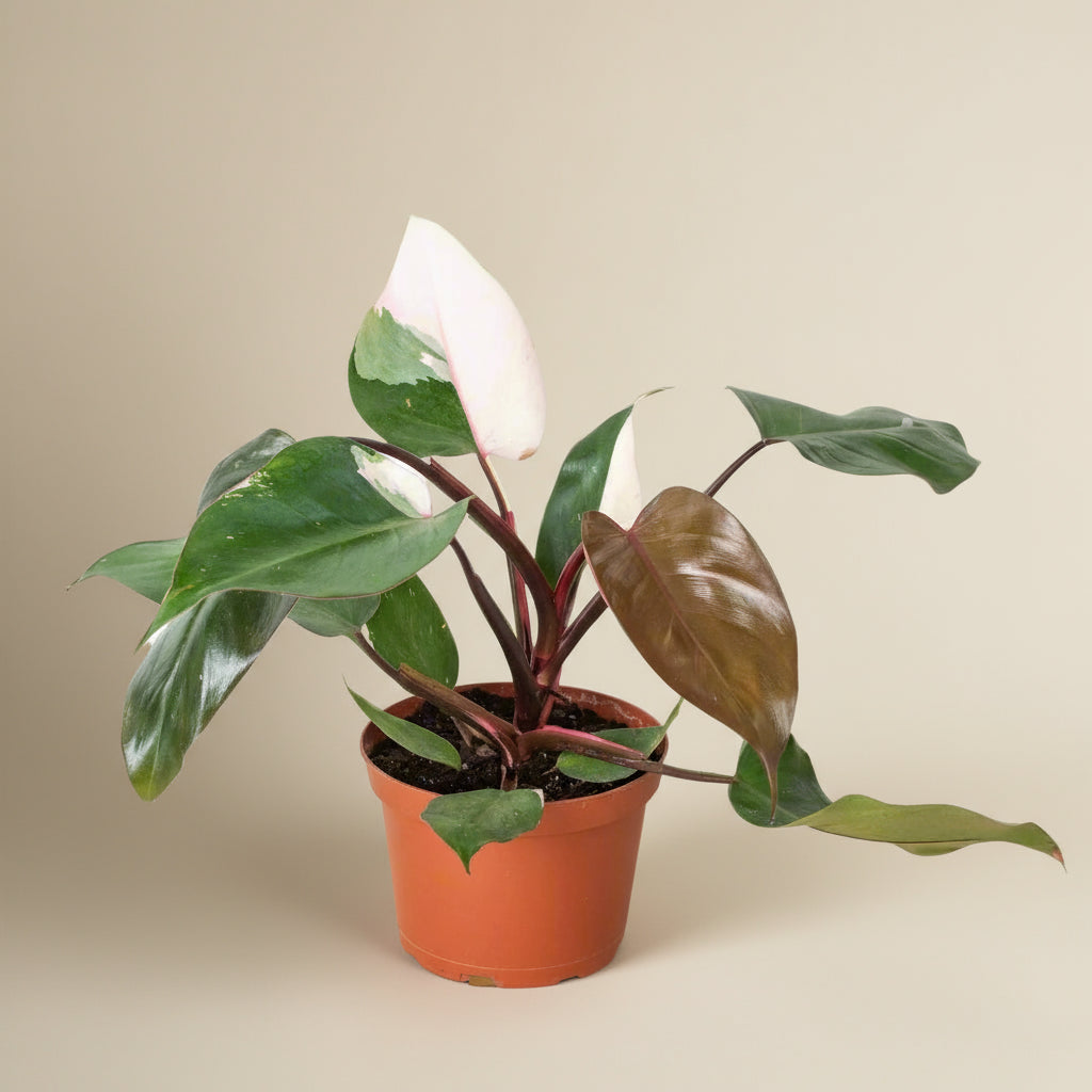Philodendron Pink Princess