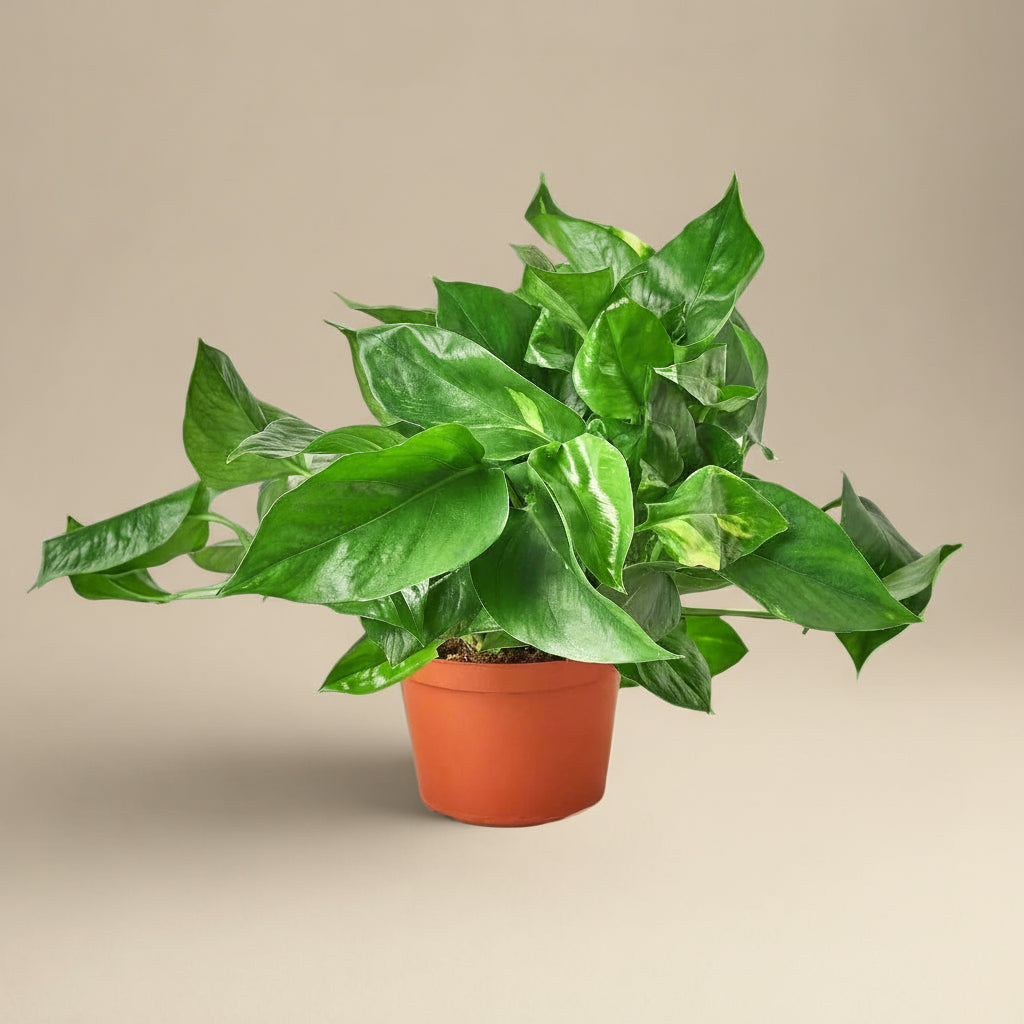 Pothos 'Golden'