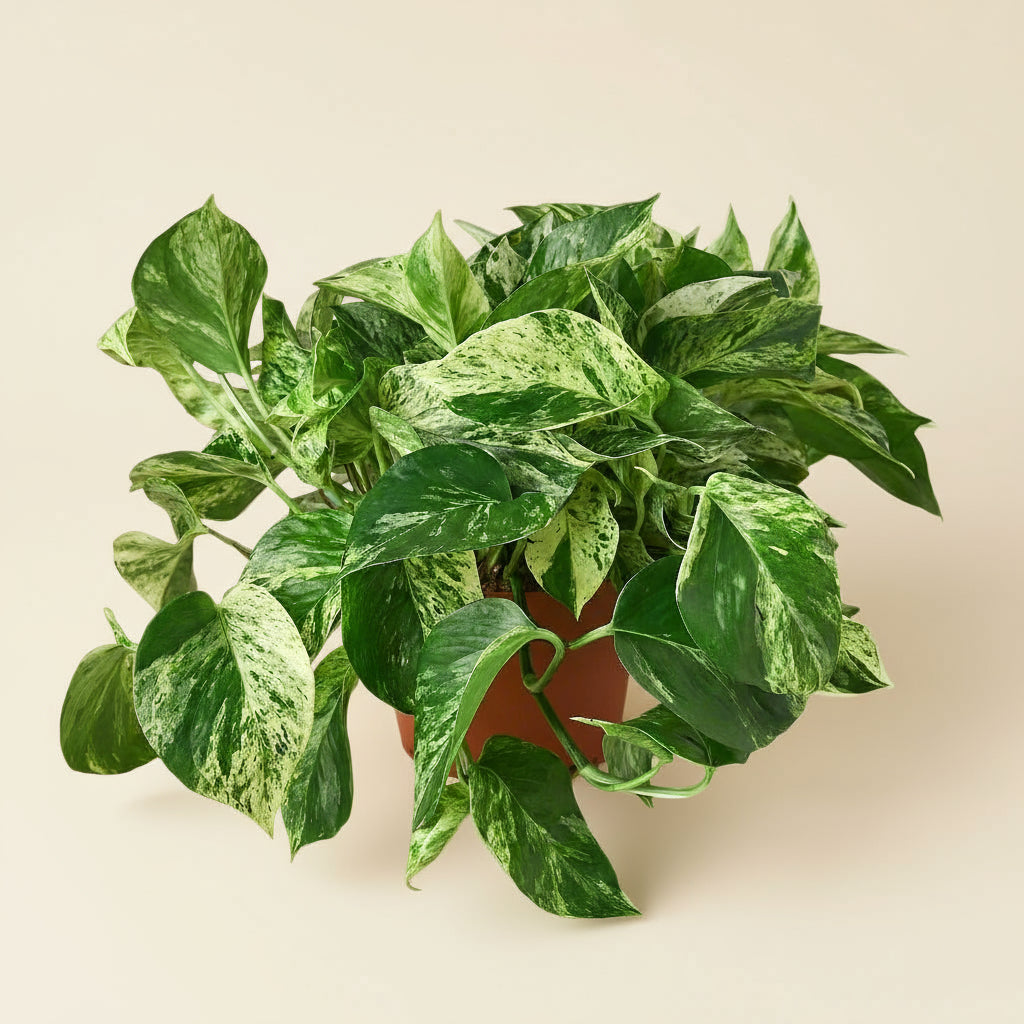 Pothos 'Marble Queen'
