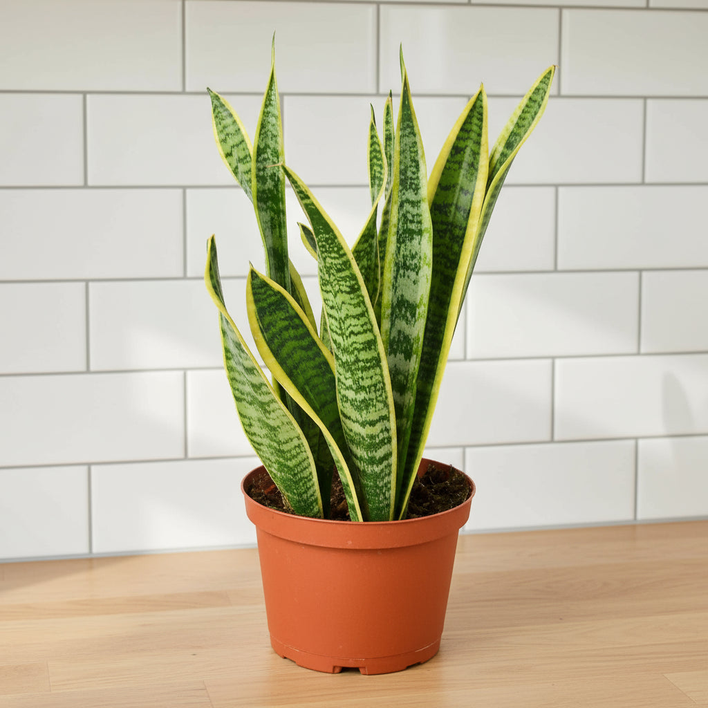 Snake Plant Laurentii
