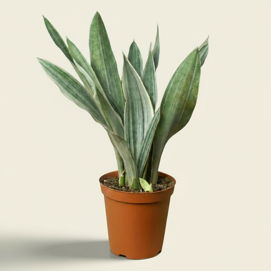 Snake Plant Sayuri