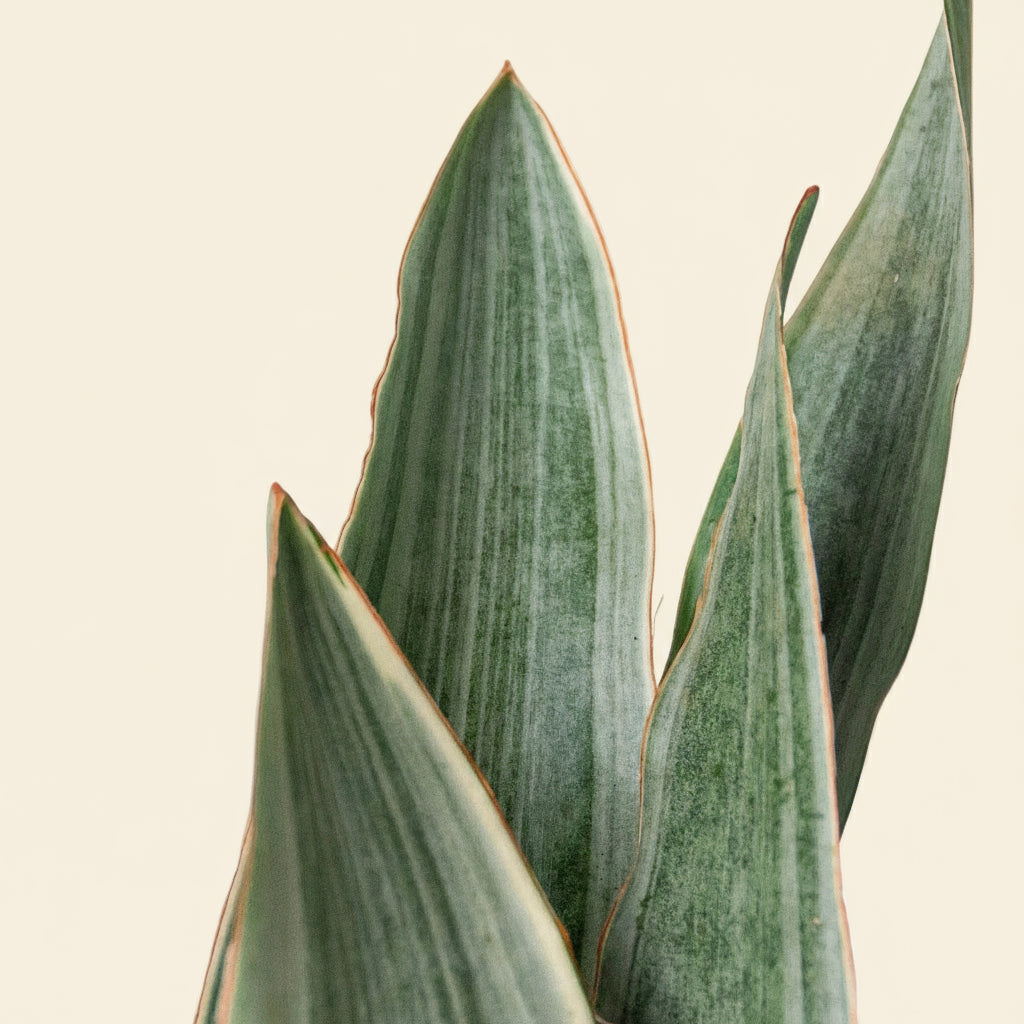 Snake Plant Sayuri