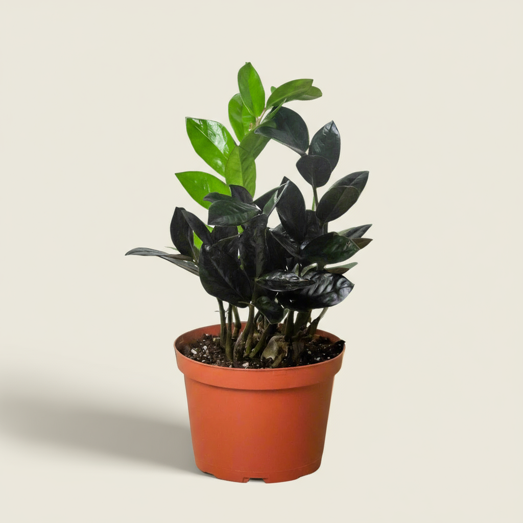 ZZ Zamioculcas 'Black Queen'