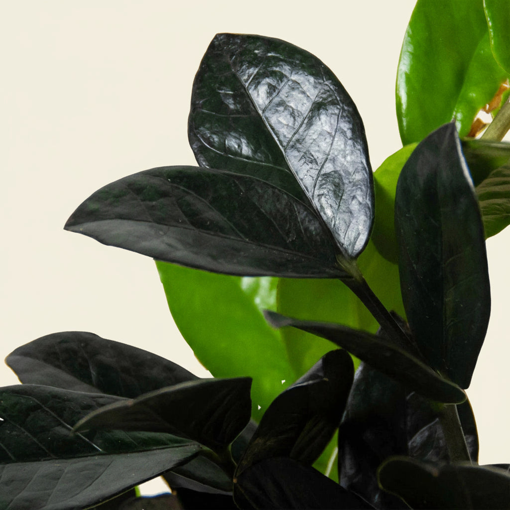 ZZ Zamioculcas 'Black Queen'