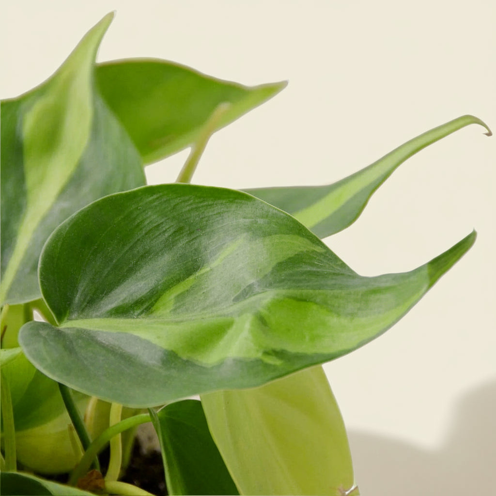 Philodendron 'Brasil'
