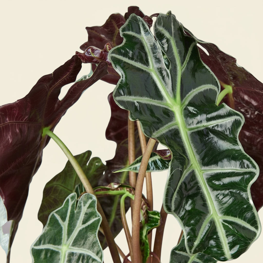Alocasia Polly