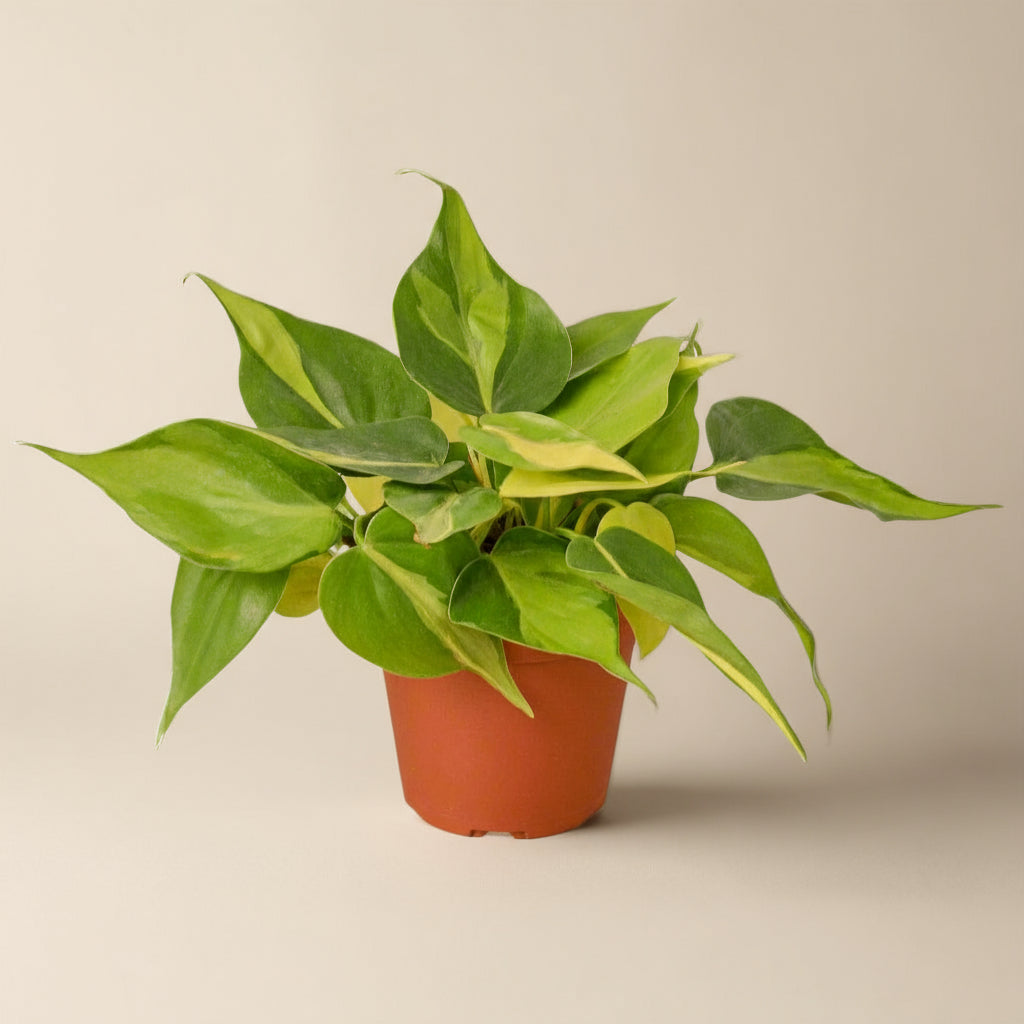 Philodendron 'Brasil'