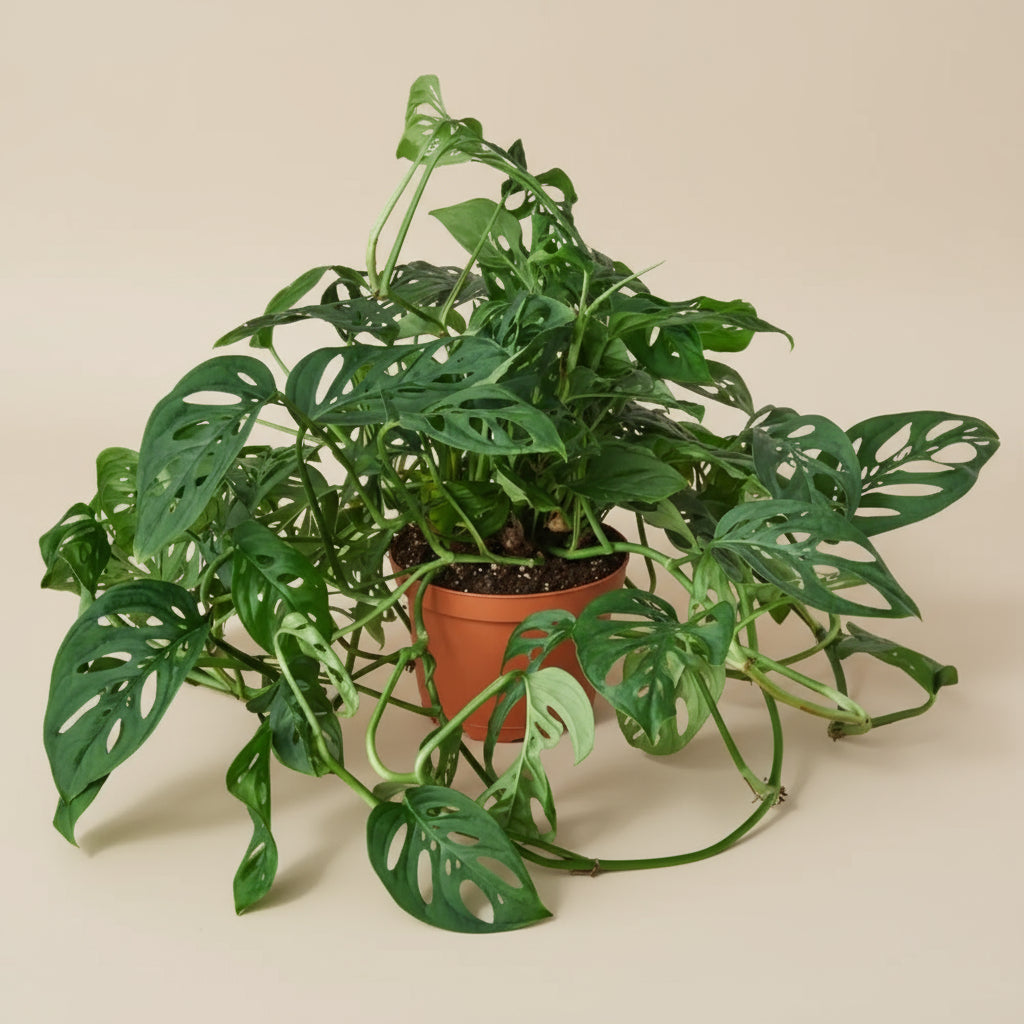 Monstera Adansonii 'Swiss Cheese'
