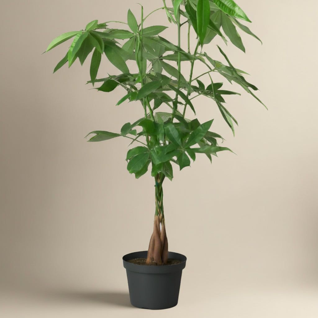 Money Tree 'Guiana Chestnut' Pachira Braid
