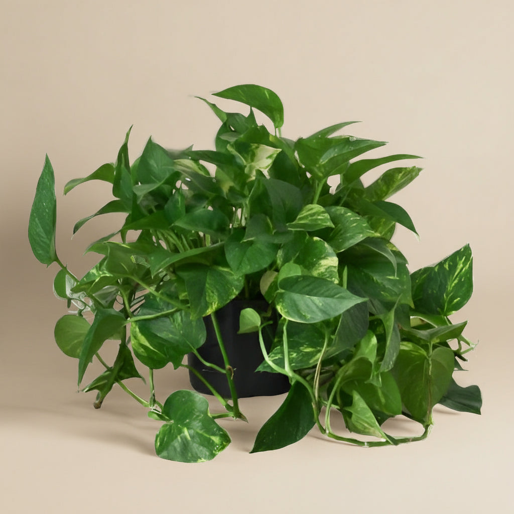 Pothos 'Golden'