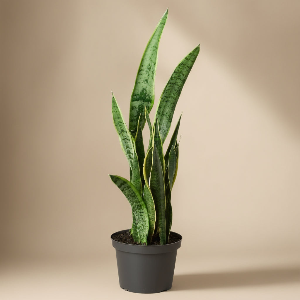 Snake Plant Laurentii