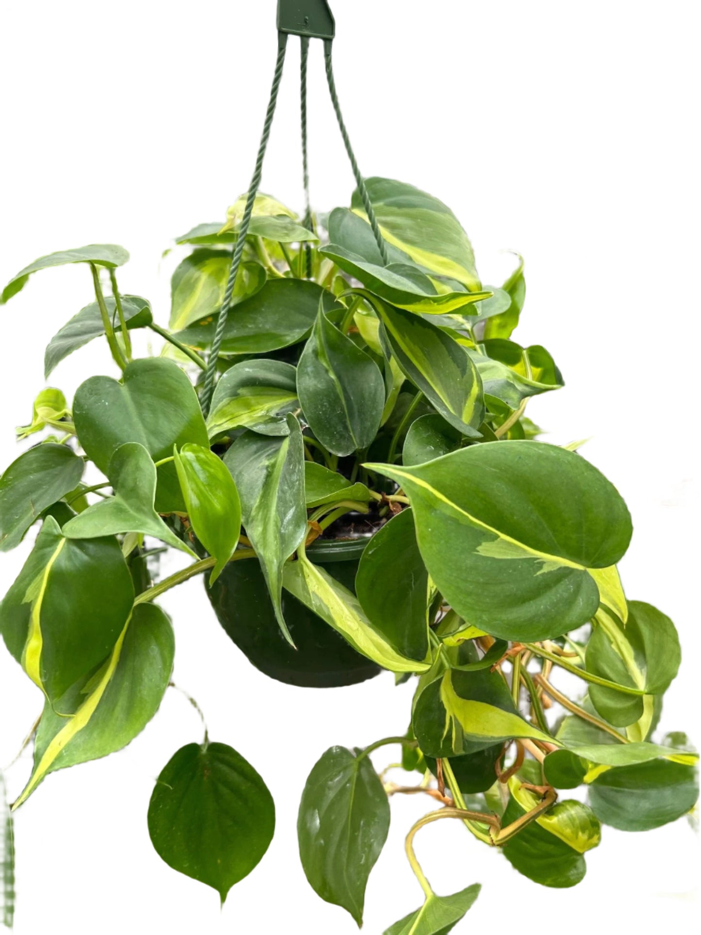 Philodendron 'Brasil'