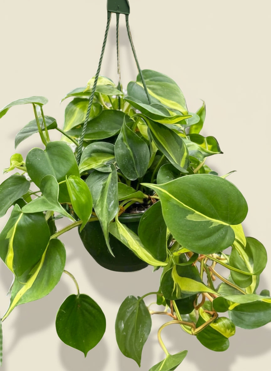 Philodendron Brasil