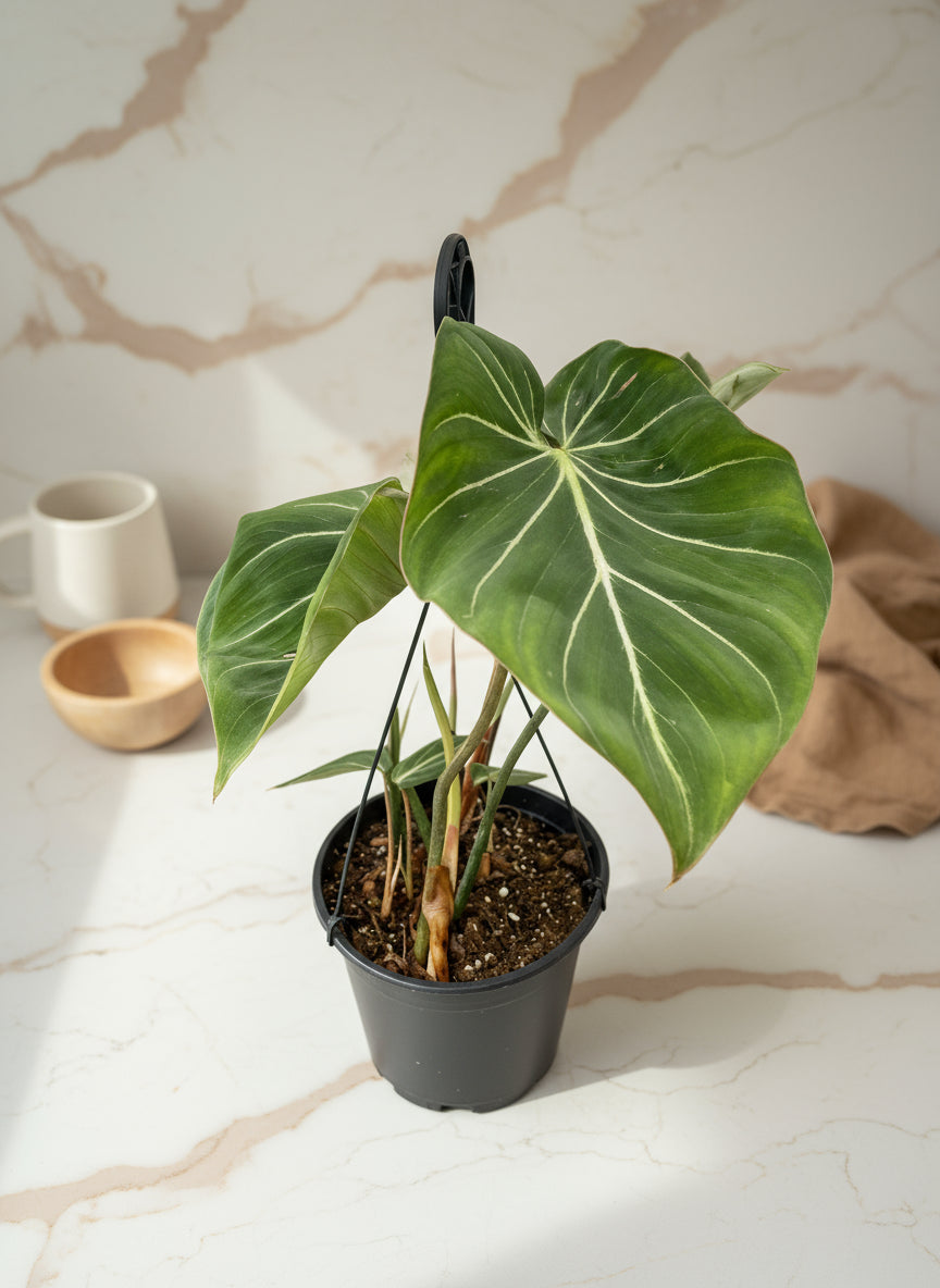 Philodendron Gloriosum Zebra