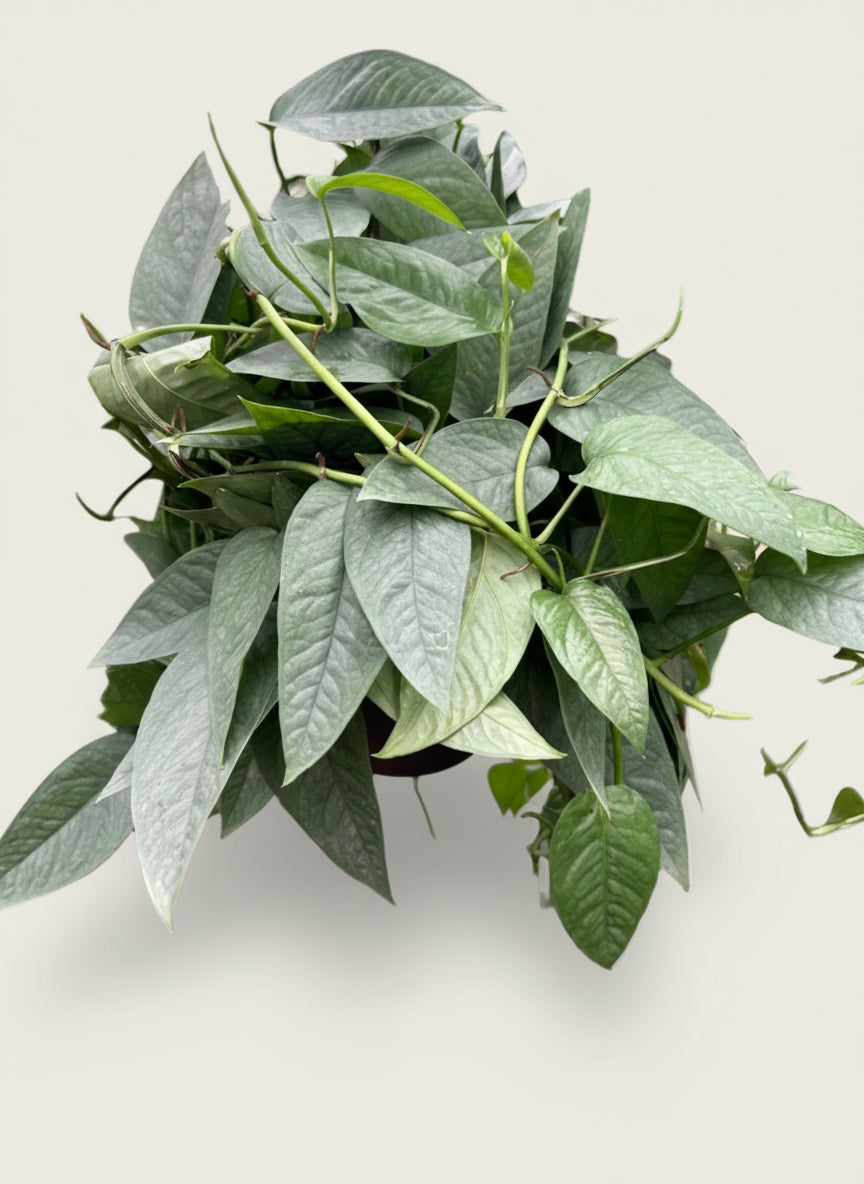 Pothos 'Cebu Blue'