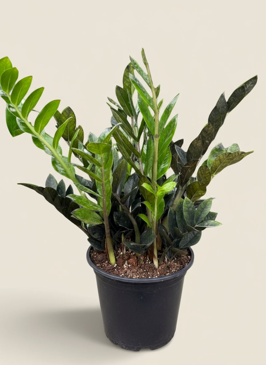 ZZ Zamioculcas 'Black Queen'