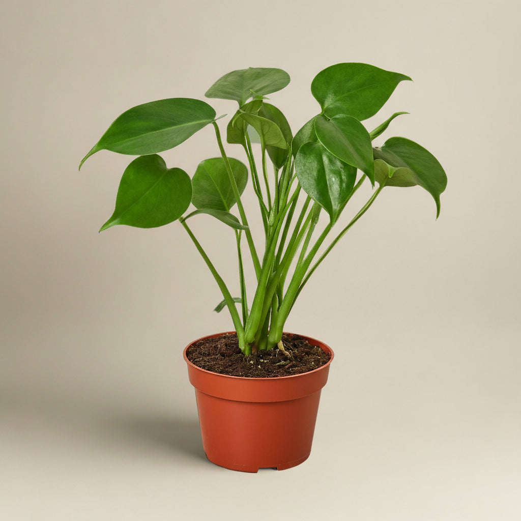Monstera Deliciosa