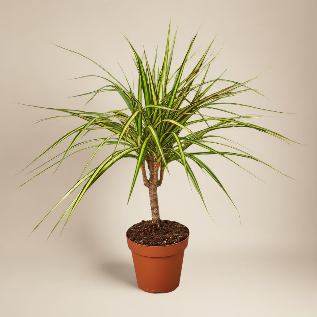 Dracaena Marginata 'Sunshine'