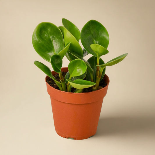 Warm soft sage/teal blue background with natural sunlight streaming through, soft playful shadows, airy and cheerful mood, styled like a modern boutique plant photo, uplifting and Instagram-ready.”