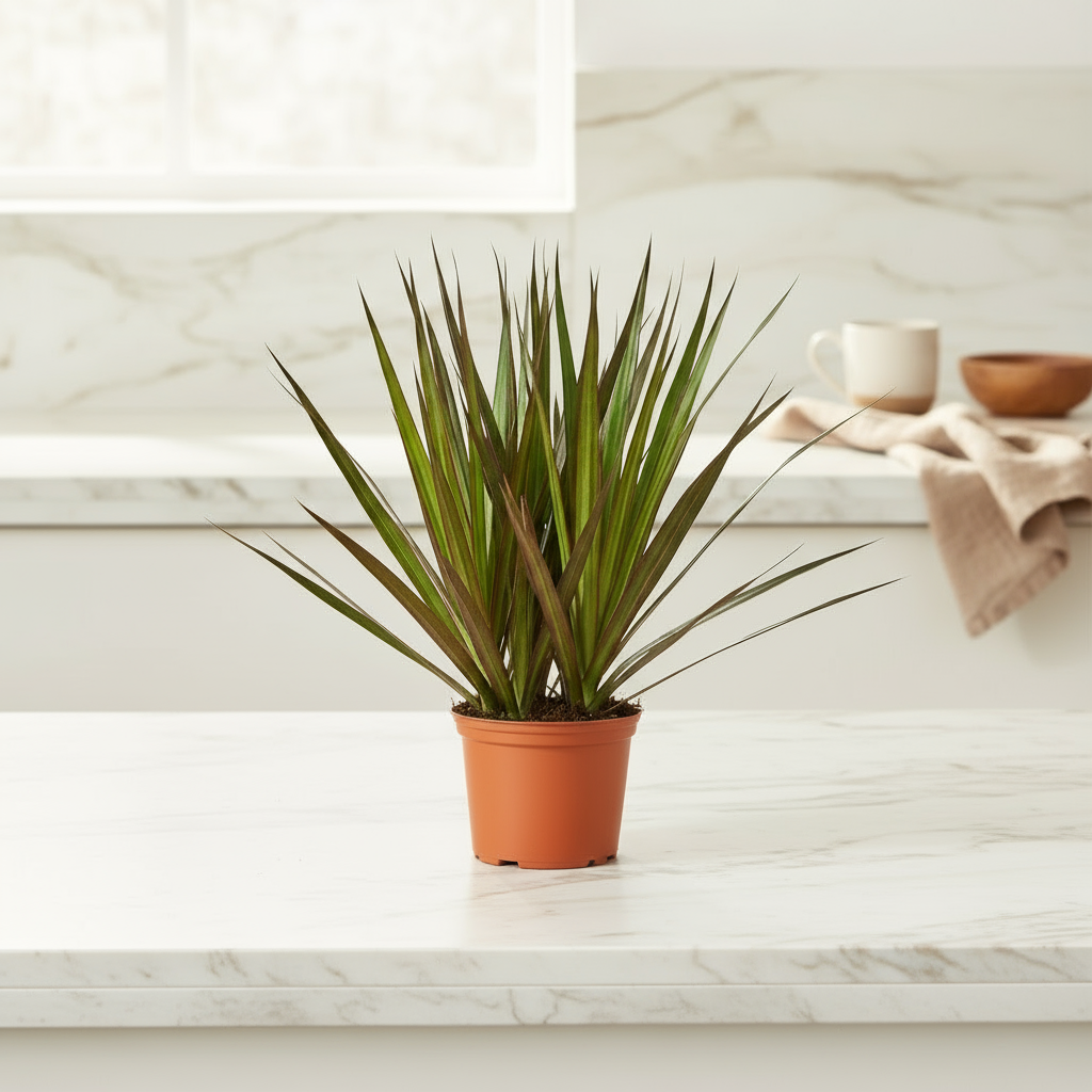 Dracaena Marginata Magenta