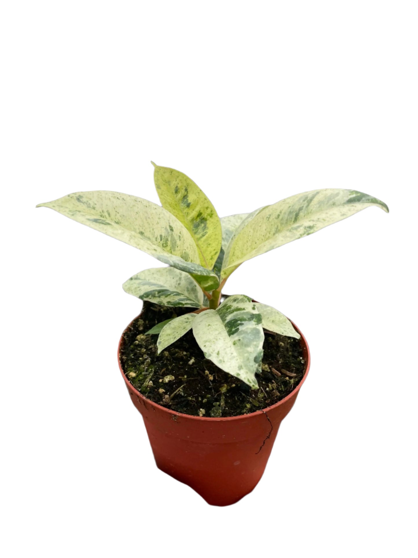 Ficus 'Shivereana' (Moonshine)