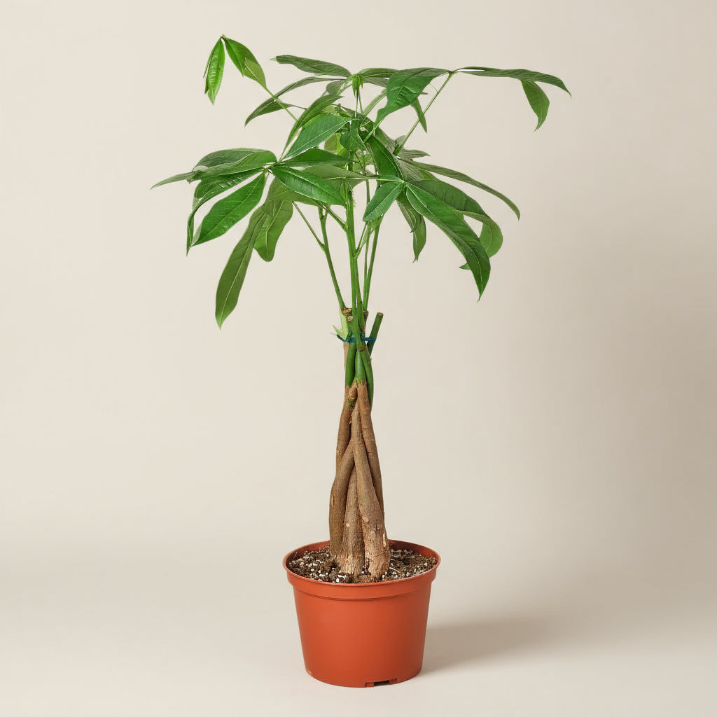 Money Tree 'Guiana Chestnut' Pachira Braid