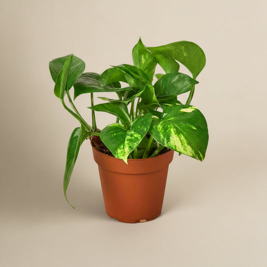 Pothos Golden